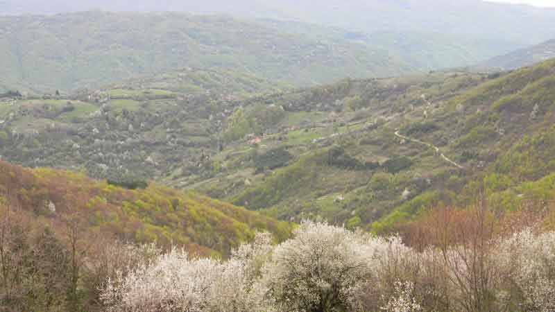 Radosin