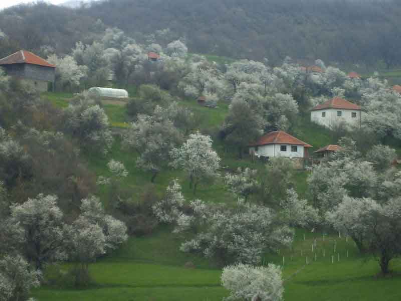 Drenovac